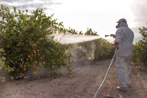 Wasp Removal Services in Monticello, AR